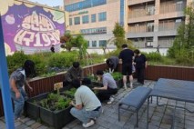 인천 서구청년센터, 청년들 직접 가꾼 옥상 텃밭 여름 수확