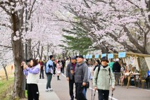 속초시, 영랑호 벚꽃축제 때 외지인 방문객 56.7% 수준