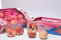 영덕군, 7월25일부터 '복숭아 직거래 장터' 개최