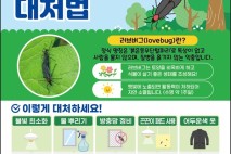 '러브버그 슬기로운 대처법은'…마포구 친환경 방제 총력