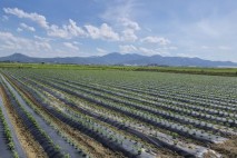 경북 3대 평야 급변…'벼→타작물 2모작' 공동 영농 확산