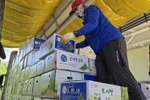 인제군 풋고추, 도매시장서 10㎏당 11만8500원에 거래