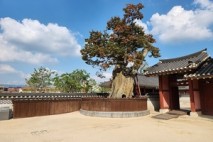 [김우영 광교칼럼] 화성행궁 북군영 옆 느티나무는 이제 신목(神木)이 됐다