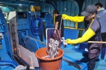 옹진군, 조피볼락 종자 백령·대청권역에 방류