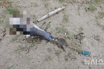 낚싯줄 걸려 버둥거리다 결국…갓 태어난 새끼 남방큰돌고래 또 폐사