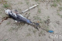 낚싯줄 걸린 제주 새끼 남방큰돌고래 '행운이' 폐사