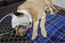 '알고보니 개싸움'…나주주민, 동물학대 허위글쓴 동물권단체 고소