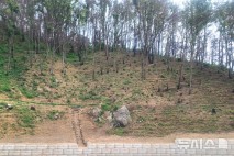 영덕군, 산불 산림 복구 총력…"벌채·사방공사·작물보급"
