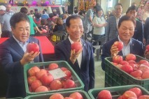 거창 홍로사과 경매 최고가 30만원…우수성 입증