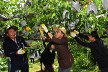 산불·저온피해 이겨낸 ‘울주 햇배’ 첫 수확…18일 미국 수출