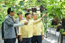 [거제 24시] 변광용 시장, 포도 수확 현장 방문…“전폭 지원 약속”