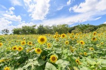 노랗게 물든 양천구 안양천공원…해바라기꽃 활짝