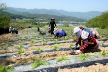 화천군, 결혼이민자 가족 470여명 계절 근로자 모집