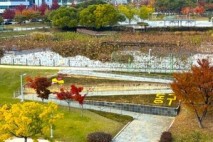 대구 동구, 신서중앙공원에 국화 식재...가을 정취 더해