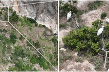 철새들의 피난처 순천만, 멸종위기 저어새 번식 첫 확인