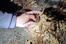 포항해경, 불법대게 근절 '집중 단속'... 3개월 간 강력 단속 나선다