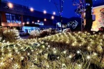 함평군 신광면, 함평 겨울빛축제 성공 기원 트리 점등식 성료