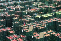 [포토뉴스] 가을사과 풍년