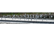 [포토뉴스] 대구 신천에 군락 이룬 ‘백로’