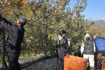 [밀양소식]시, 범농협 합동 사과 수확철 농촌 일손돕기 등