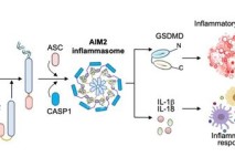 원숭이두창 중증화 방아쇠는 '이것'…단백질 센서 찾았다