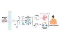 원숭이두창 사망 부르는 ‘염증 폭주’…원인 단백질 찾았다