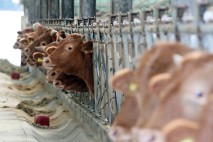 78% 보급한다던 低메탄 사료, 현실은 2%… ”예산 확대, 참여 장벽 낮춰야”