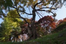 [김우영 광교칼럼] 저 매향동 느티나무, 김소월 ‘초혼’ 읽던 까까머리 소년 기억하고 있을까?