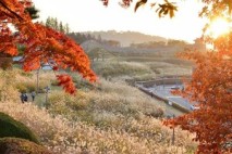 [김우영 광교칼럼] 장관 이룬 화성 동공원 억새꽃밭에서 가을의 뒷모습을 보다