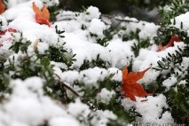[내일날씨] 흐리고 곳곳 비나 눈…강원산지 최대 8㎝ 적설
